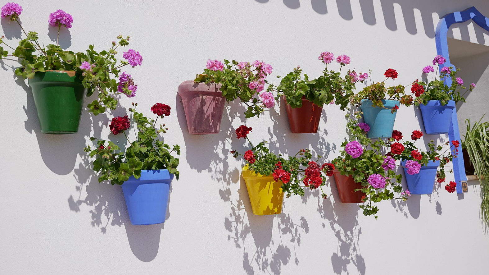 flores-pared